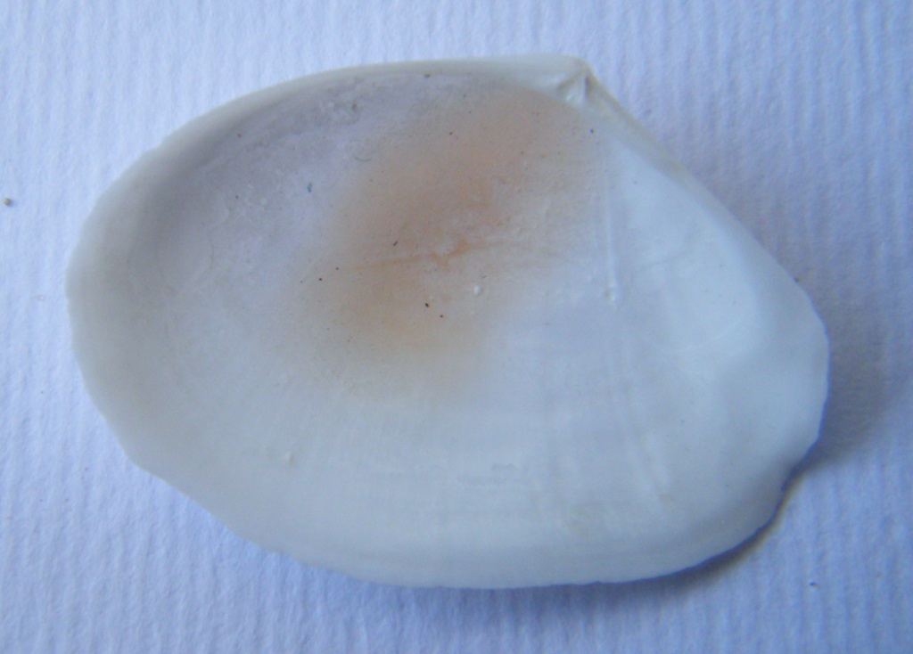 Bivalve3  Macoma cumana,